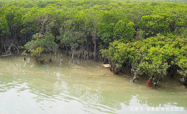 绿染中国 | 守护滨海湿地——红树林