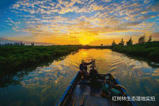 绿染中国 | 守护滨海湿地——红树林