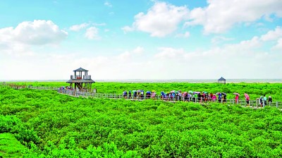 绿染中国 | 守护滨海湿地——红树林