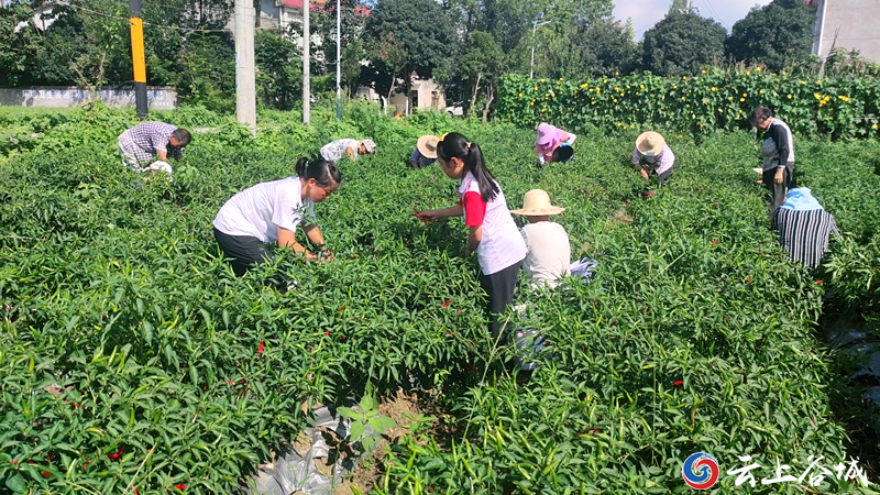 从“最不宜居”到“日子红火”： 中核集团助力同心县