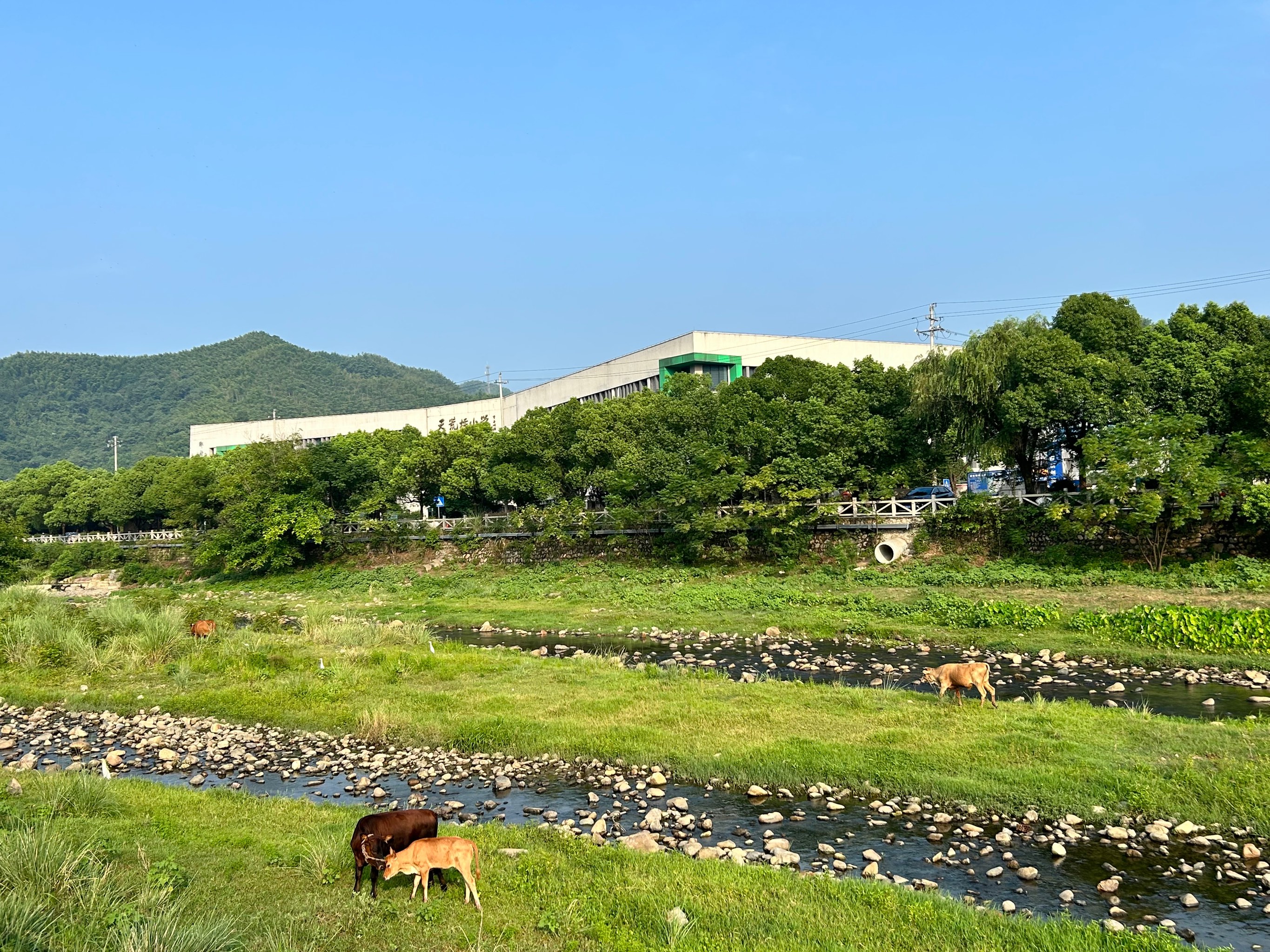 电染青山绿更浓——“绿水青山就是金山银山理念”提出20年的安吉实践