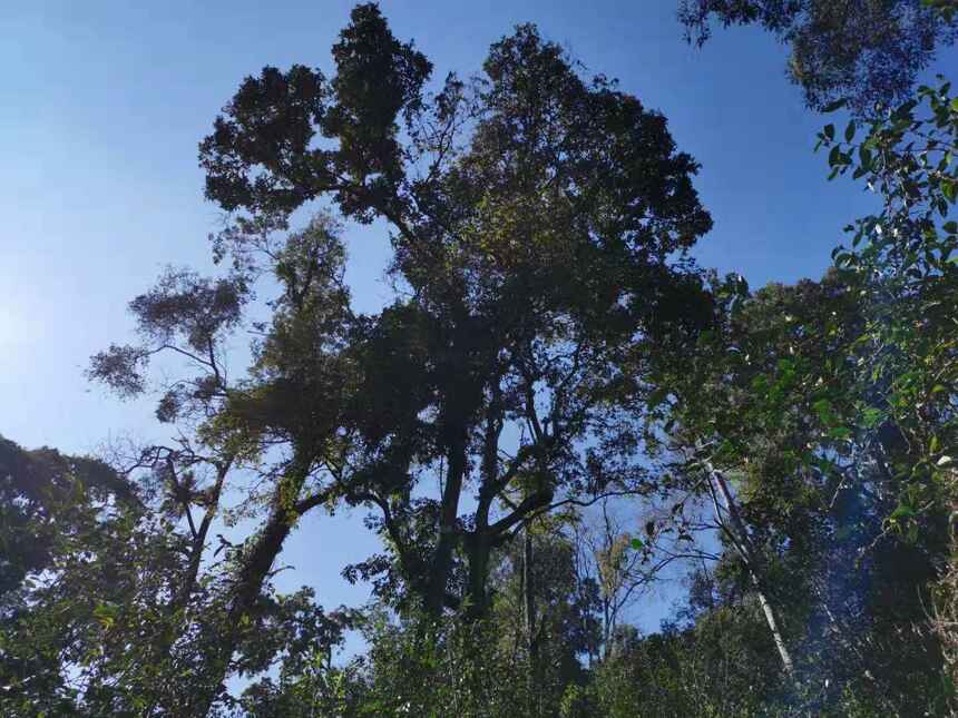 茶山披“光”甲
