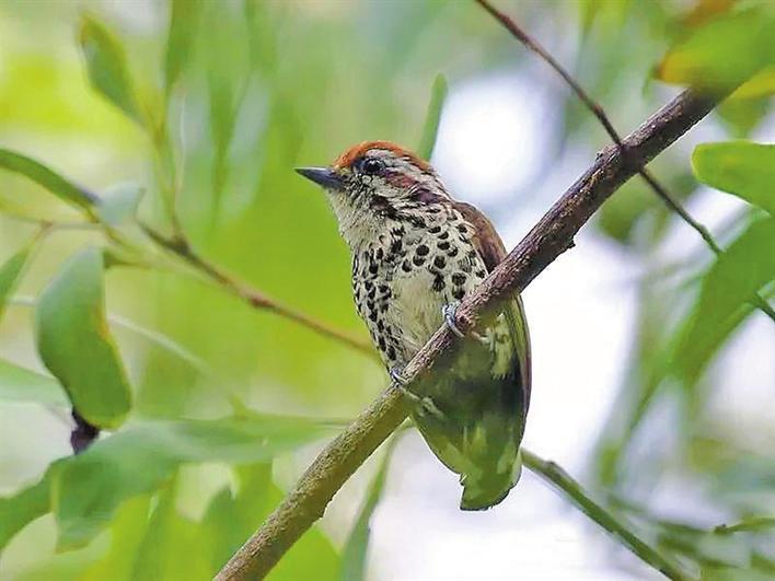 绿色萤火虫 “落户”乔家小学