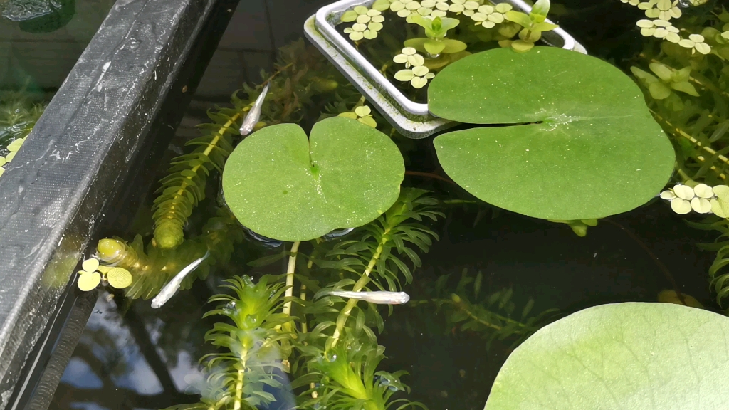 绿色萤火虫 “落户”乔家小学